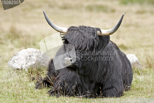 Image of black highland cattle