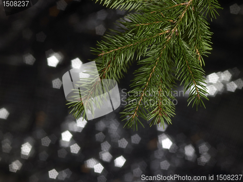 Image of green fir branch detail