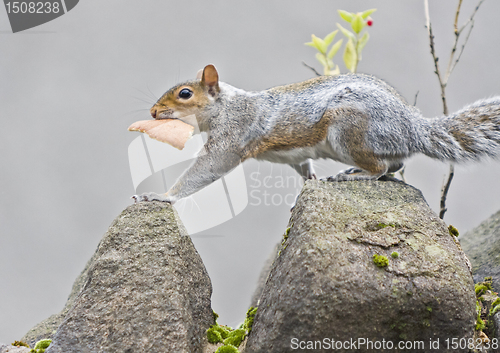 Image of squirrel with bread at wall