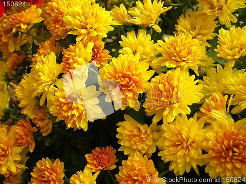 Image of Chrysanthemum