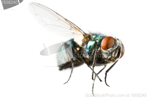 Image of flying house fly in extreme close up