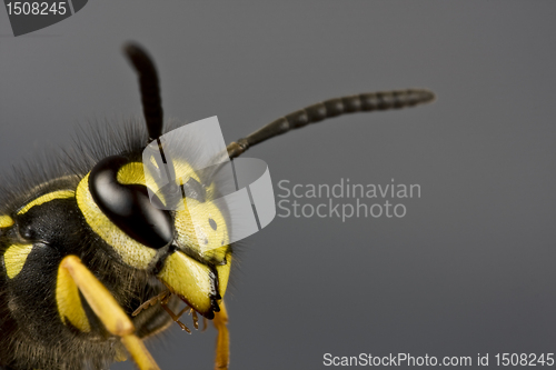 Image of head of wasp in grey background