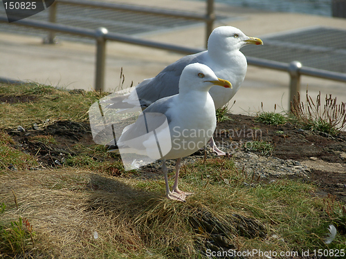 Image of Seagulls