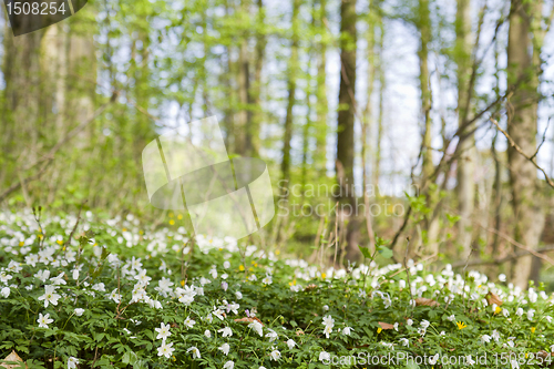 Image of green forest with depth of field