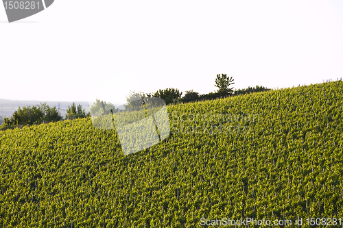 Image of vineyard in south germany