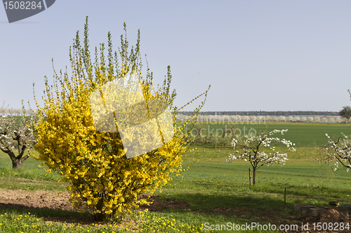 Image of outdoor landscape with yellow scrub