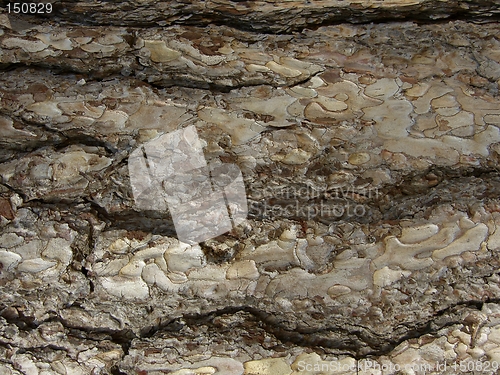 Image of Tree Bark