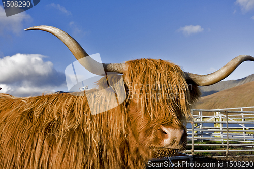 Image of brown highland cattle with blue sky in background