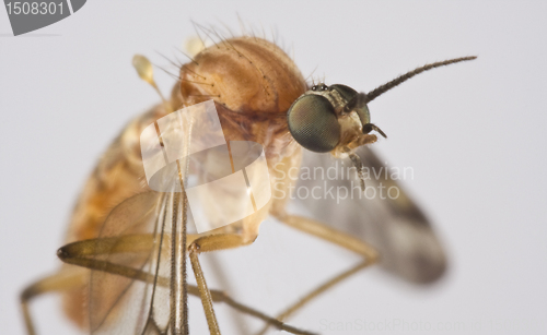 Image of Sucking insect in close up