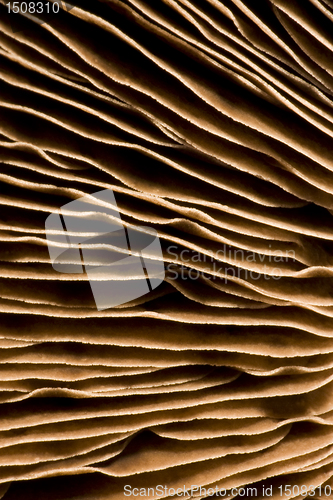 Image of gills of a mushroom