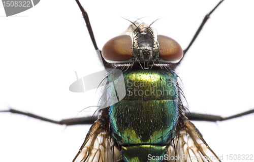 Image of iridescent: house fly in close up