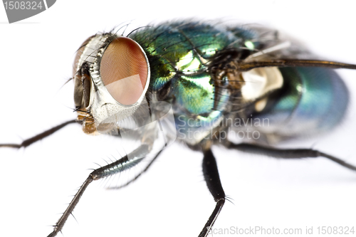 Image of iridescent house fly in close up