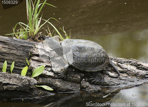 Image of waterside scenery with European pond terrapin