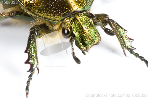 Image of iridescent bug in close up