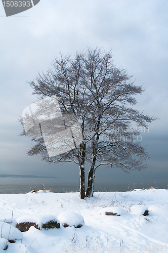 Image of winter landscape on the shore of the Sea 