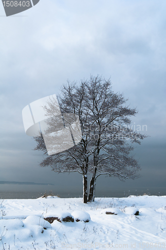 Image of winter landscape on the shore of the Sea 