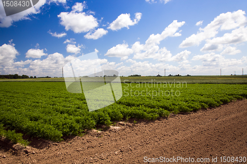 Image of Field with carrot