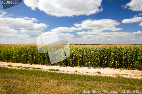 Image of Field with corn