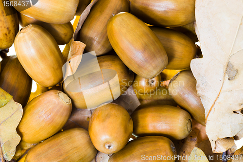 Image of Acorns of an oak