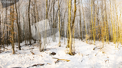 Image of Wood in the winter