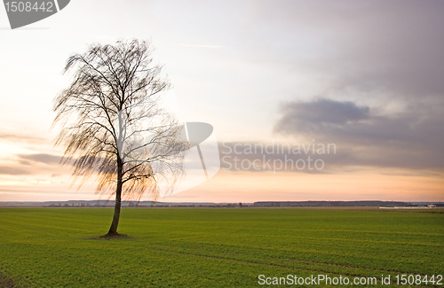 Image of Birch (winter without snow)