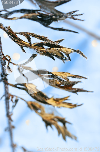 Image of frozen leaves