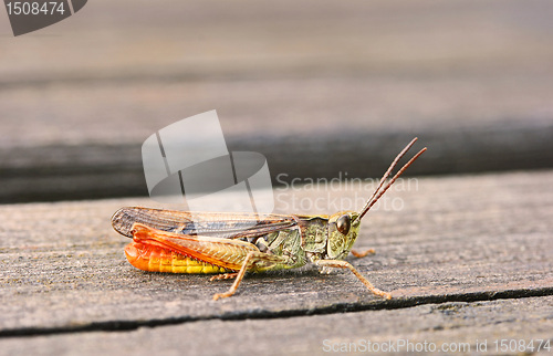 Image of Rufous grasshopper