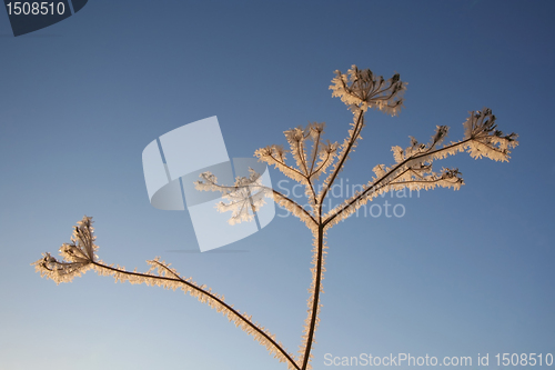 Image of Frost Tree