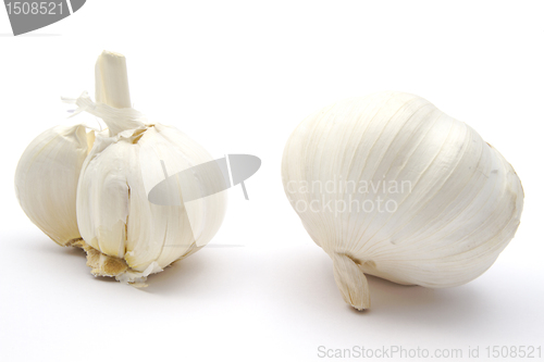 Image of Garlic