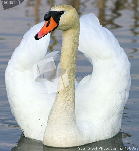 Image of Mute swan