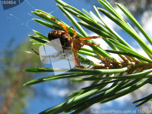 Image of Cross spider on a twig