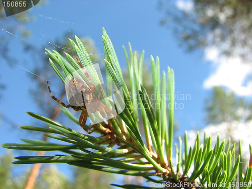 Image of Cross spider on a twig