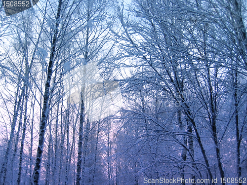 Image of winter trees