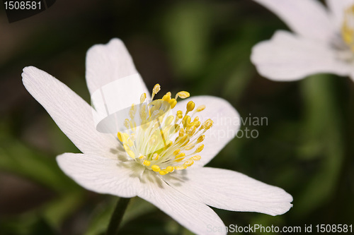 Image of wood anemone