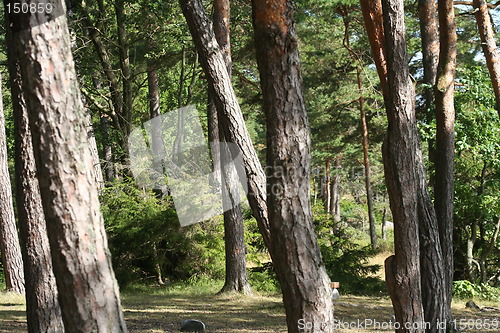 Image of Forrest