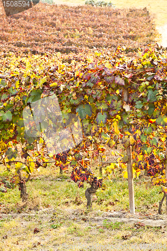 Image of Vineyard in autumn