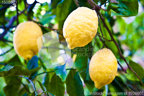 Image of Lemon