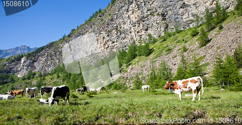 Image of Cows and Italian Alps