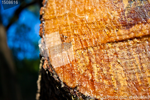 Image of Resin close up