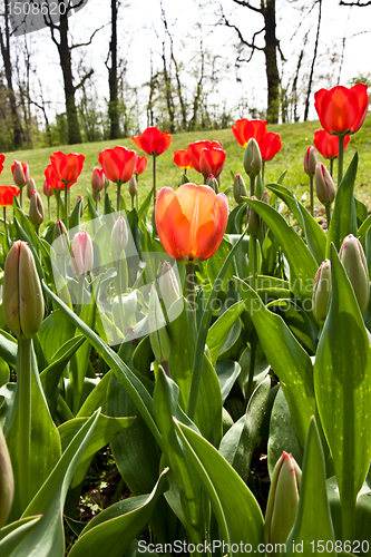 Image of Spring tulips impregnated by the sun