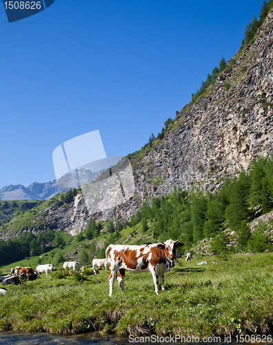 Image of Cows and Italian Alps