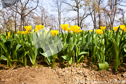 Image of Tulips - Golden varietie