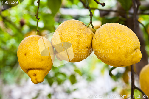 Image of Lemon