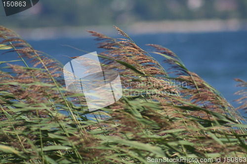 Image of Nature