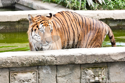 Image of Danger: hungry tiger