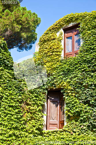 Image of Castle covered by ivy