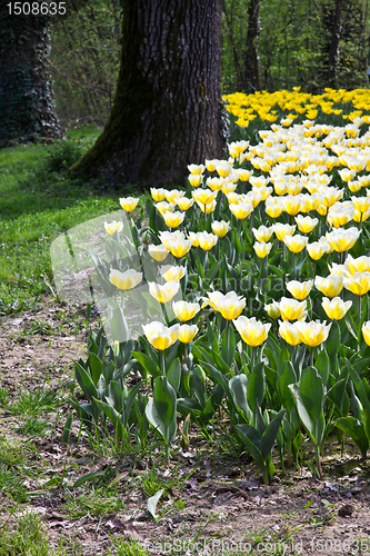 Image of Tulips - Jaap Groot varieties