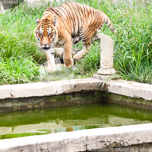 Image of Danger: hungry tiger