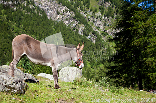 Image of Donkey on Italian Alps