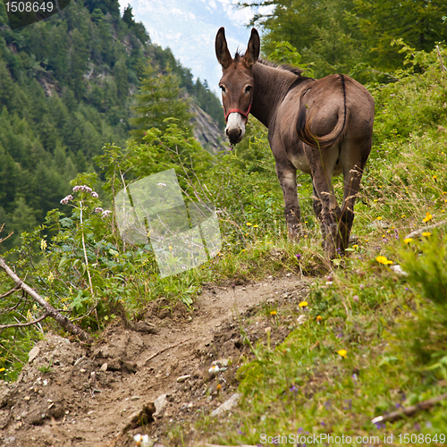 Image of Donkey on Italian Alps